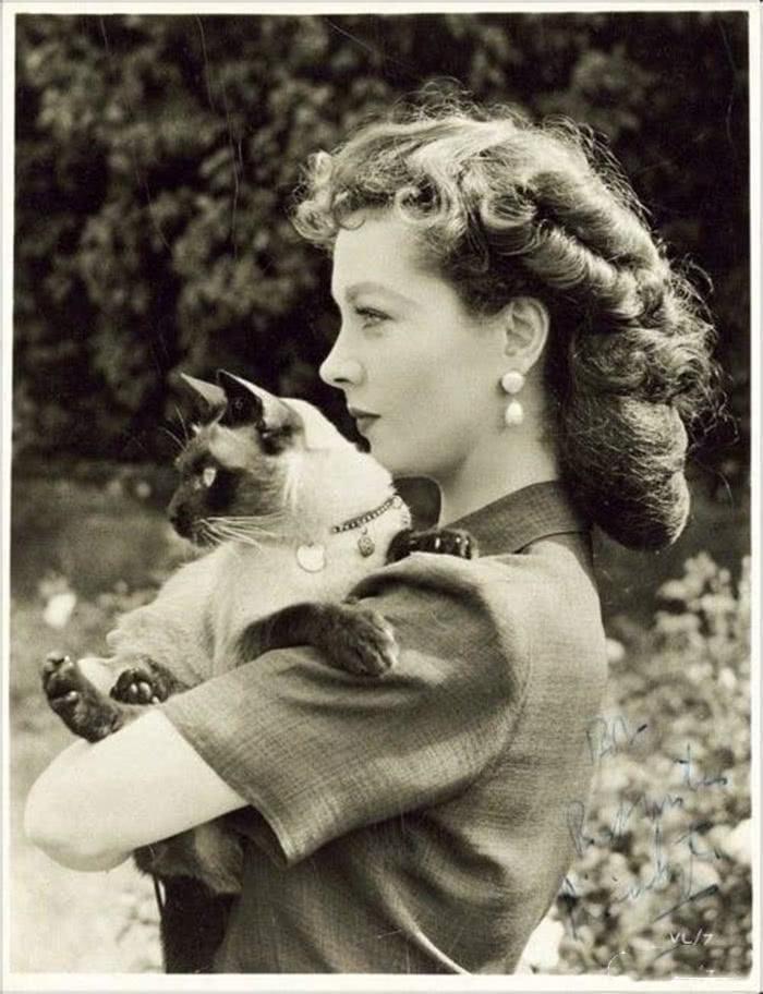 猫界的贵族——暹罗猫,家里有矿才能养的一种猫!