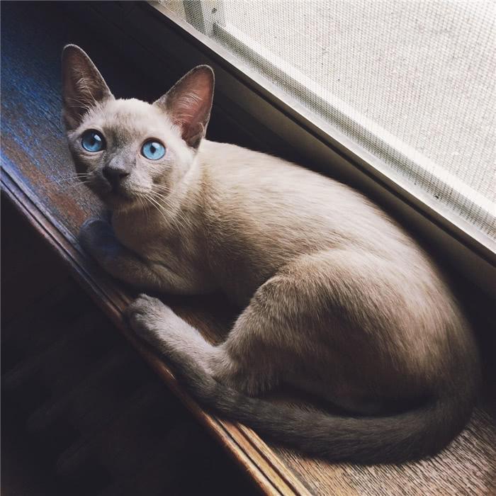 猫界的贵族——暹罗猫,家里有矿才能养的一种猫!