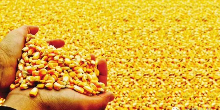 以下中国哪个朝代的人能吃到玉米