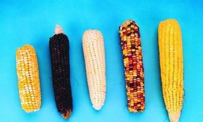 ​哪个朝代能吃到玉米,中国哪个朝代的人能吃到玉米