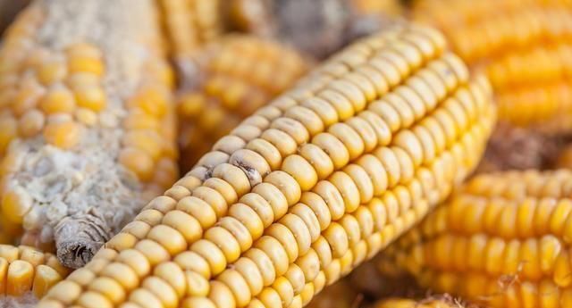 唐朝到清朝哪个朝代的时间最长