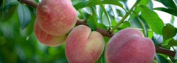 桃子放在冰箱里保存还是外面保存,桃子是否可以放冰箱保存图4