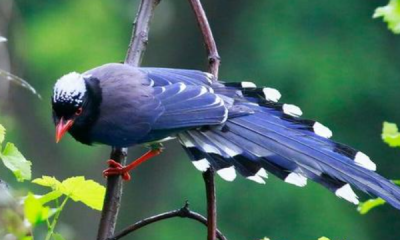 ​蓝桉树上的鸟叫什么名字,蓝桉已遇释槐鸟是什么意思