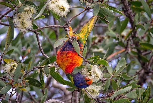 蓝桉树上的鸟叫什么名字呢