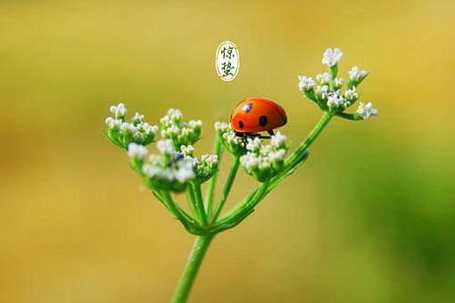 惊蛰节气的古诗词大全