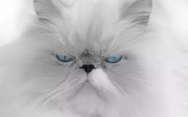 从风水上说微信头像好的有哪些（有什么微信头像能旺运气）(17)