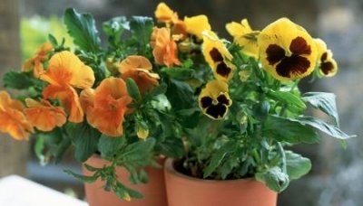 ​一克等于多少斤多少两一克等于多少斤如何算