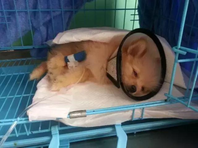 狗狗拉稀怎么办最快的解决方法（狗狗拉稀的7大常见原因及治疗方法）(5)