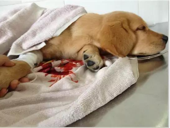 狗狗拉稀怎么办最快的解决方法（狗狗拉稀的7大常见原因及治疗方法）(4)