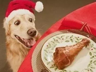 狗狗拉稀怎么办最快的解决方法（狗狗拉稀的7大常见原因及治疗方法）(9)