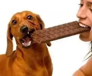 狗狗拉稀怎么办最快的解决方法（狗狗拉稀的7大常见原因及治疗方法）(3)