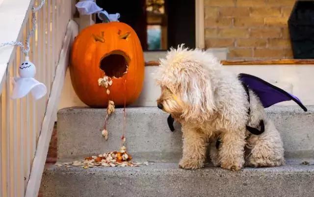 狗狗拉稀怎么办最快的解决方法（狗狗拉稀的7大常见原因及治疗方法）(16)