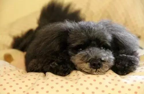 狗狗拉稀怎么办最快的解决方法（狗狗拉稀的7大常见原因及治疗方法）(6)