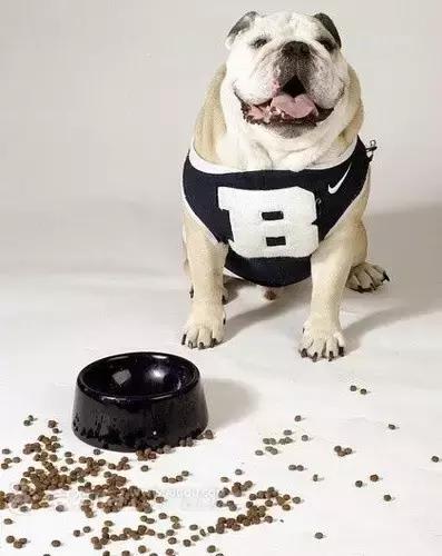 狗狗拉稀怎么办最快的解决方法（狗狗拉稀的7大常见原因及治疗方法）(1)