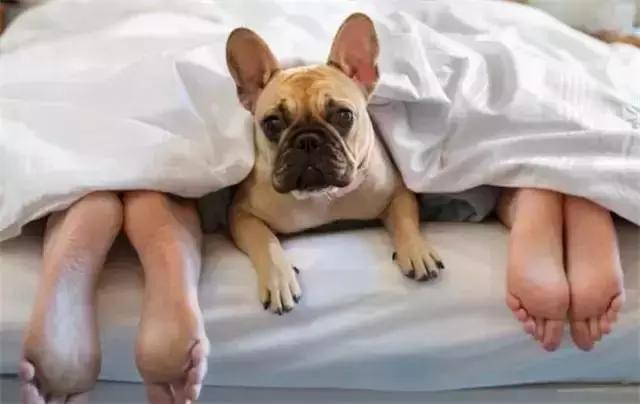 狗狗拉稀怎么办最快的解决方法（狗狗拉稀的7大常见原因及治疗方法）(2)