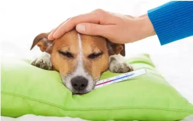 狗狗拉稀怎么办最快的解决方法（狗狗拉稀的7大常见原因及治疗方法）(15)