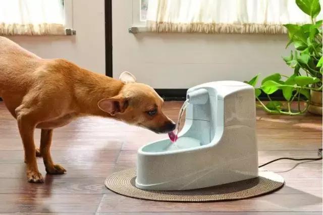 狗狗拉稀怎么办最快的解决方法（狗狗拉稀的7大常见原因及治疗方法）(8)