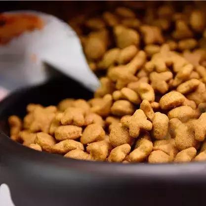 狗狗拉稀怎么办最快的解决方法（狗狗拉稀的7大常见原因及治疗方法）(10)