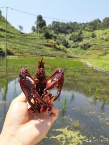 ​小龙虾养殖技巧（收好！这份小龙虾养殖技术重点和养殖模式分析，不可多得）