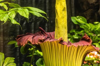 ​尸花探秘：满身尸臭，总重超过200斤的尸花，为啥与彼岸花齐名