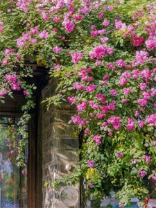 ​8 种爬藤植物，种一棵，花开满墙，满园飘香！