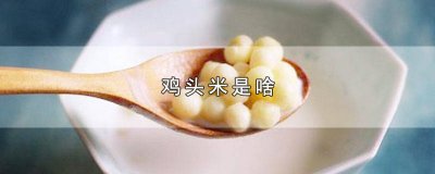 ​鸡头米是啥植物的果实 鸡头米是啥?