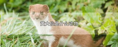 ​黄小仙是什么动物 黄天仙是什么动物