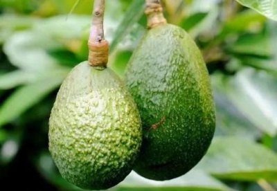 ​世界上脂肪最多的水果是什么,哪种水果的脂肪合量比瘦肉还要高