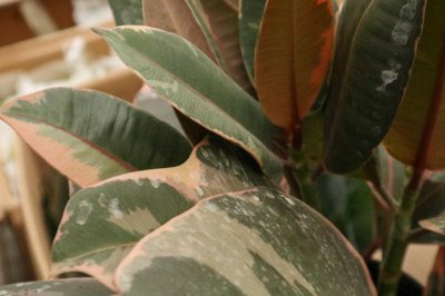 ​橡皮树怎么繁殖，这样繁殖更易成活！