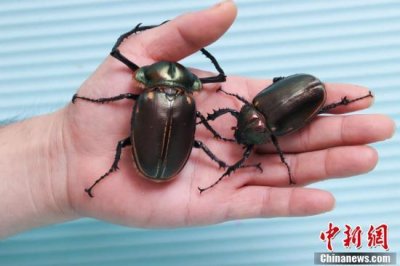 ​福建建瓯首次发现一对阳彩臂金龟