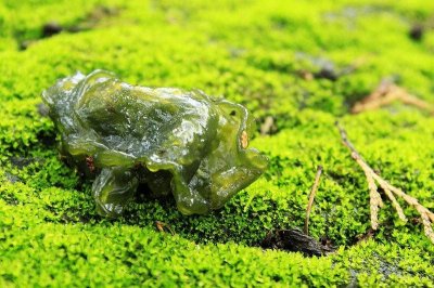 ​“雷公屎”是一种野菜，看着脏，吃着香，营养美味杠杠滴