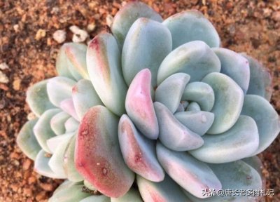 ​多肉冰玉为什么贵？个人觉得贵有贵的道理，比如说其本身状态极好