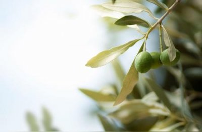 ​橄榄枝象征着什么意义和寓意