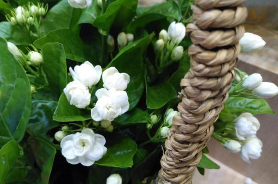 茉莉枝条长的又细又长怎么办(图)(图4)