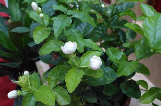 茉莉枝条长的又细又长怎么办(图)(图2)