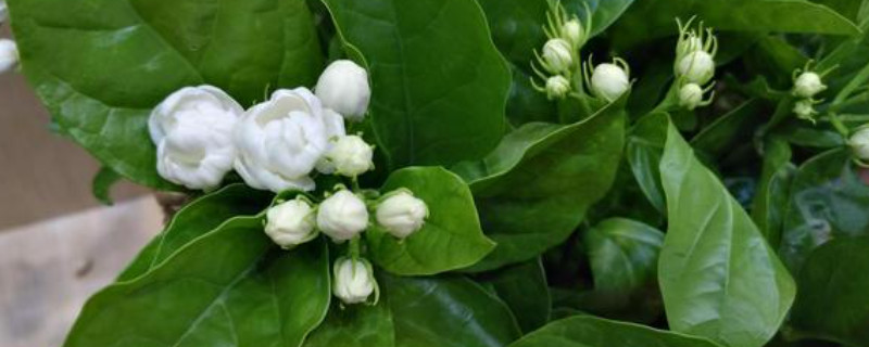 茉莉枝条长的又细又长怎么办(图)(图1)