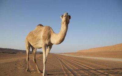 ​沙漠骆驼为什么这么火(感触不同)