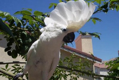 ​雨伞凤头鹦鹉产自哪里？