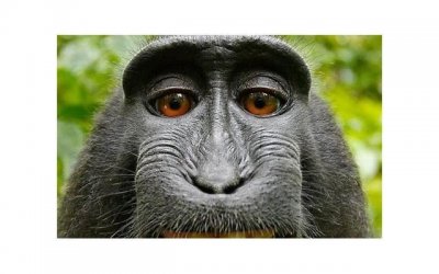 生肖属牛一生的克星是谁，属牛人的克星属相