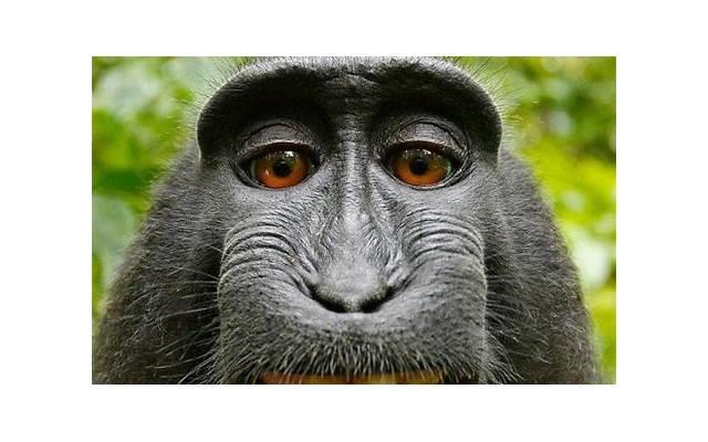 生肖属牛一生的克星是谁，属牛人的克星属相