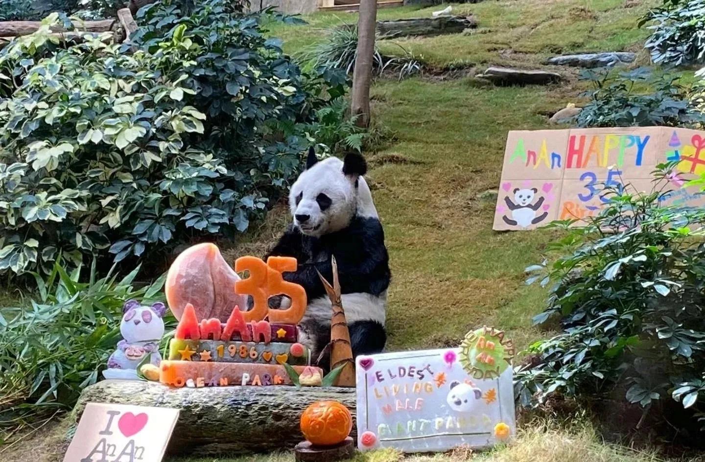 大熊猫的寿命有多长(熊猫的寿命最长是多少年)