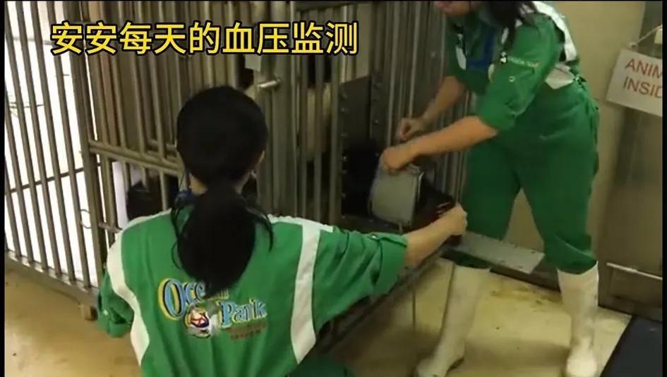 大熊猫的寿命有多长(熊猫的寿命最长是多少年)