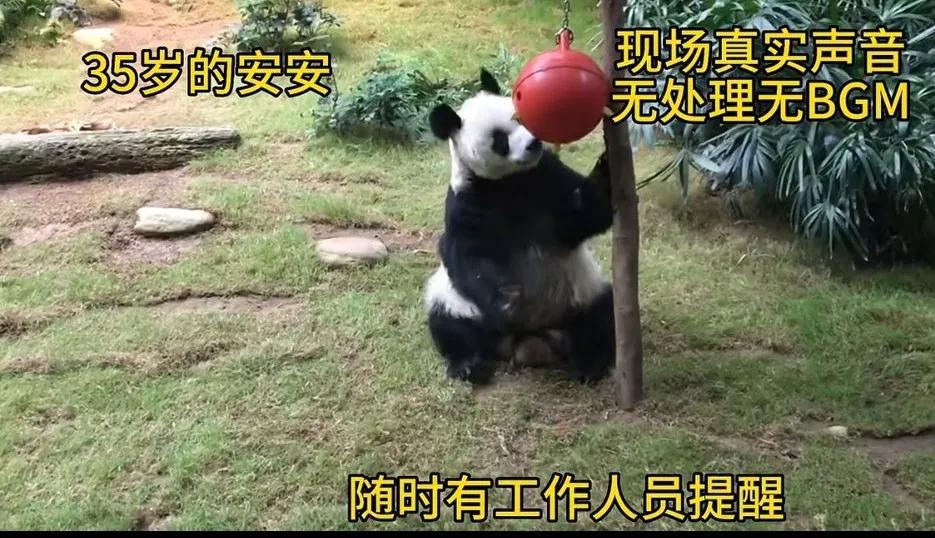 大熊猫的寿命有多长(熊猫的寿命最长是多少年)