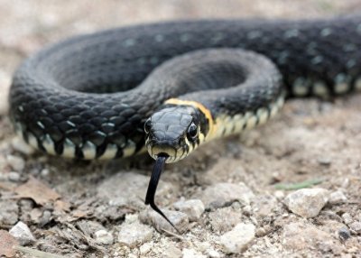 ​世界十大毒王，眼镜王蛇仅排第9，第一个犹如海上幽灵，十分危险