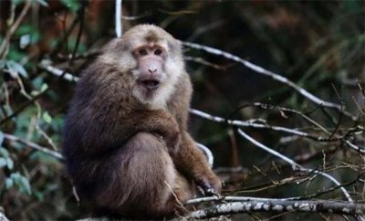 ​峨眉山猴子是什么品种 峨眉山猴子多不多