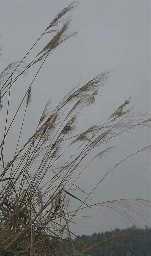 古风·治愈系·锁屏壁纸：听闻小姐治家有方，鄙人余生愿闻其详