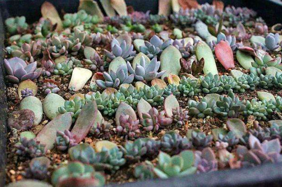 夏天多肉叶片扦插方法(图2)