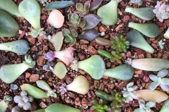 夏天多肉叶片扦插方法(图3)