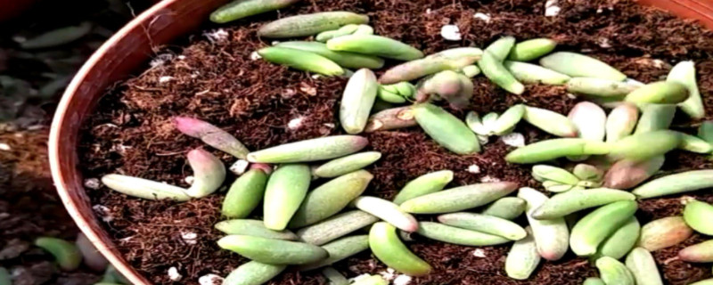 夏天多肉叶片扦插方法(图1)