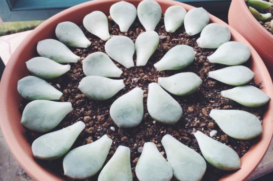 夏天多肉叶片扦插方法(图4)